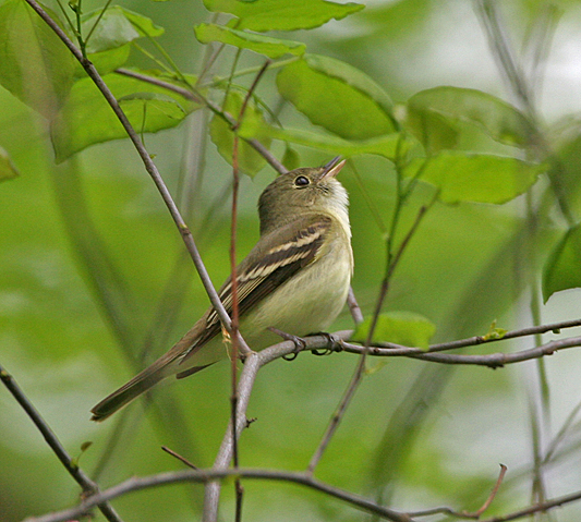 Acadian Flycatcher