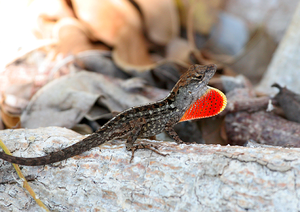 brown-anole1.1.jpg