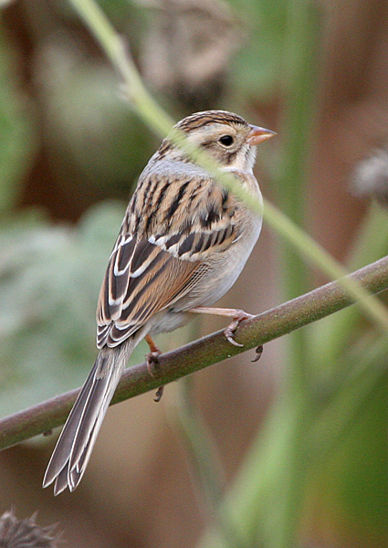 light colored sparrow