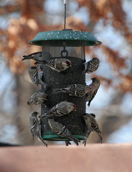 common-redpoll2.1.jpg