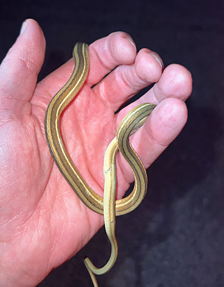 Eastern Ribbon Snake