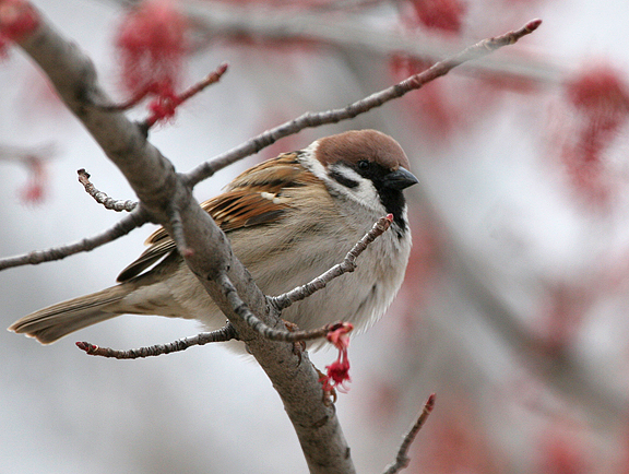 eurasian-tree-sparrow1.1.jpg