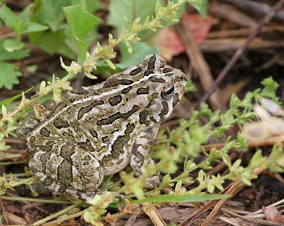 Fowler's Toad