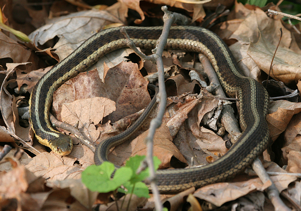 eastern-garter-snake1.1.jpg