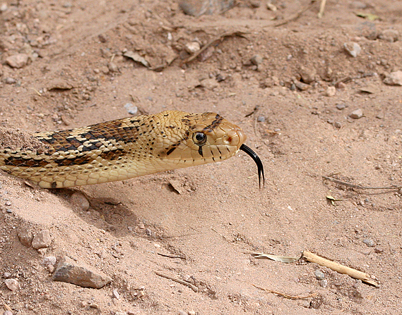 gopher-snake2.1.jpg