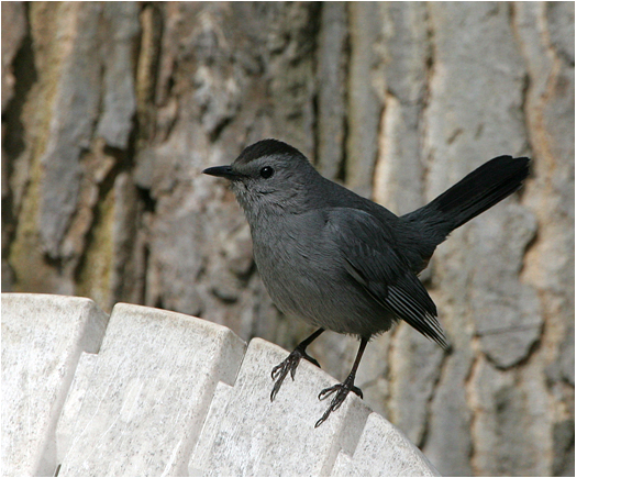 gray-catbird1.1.jpg
