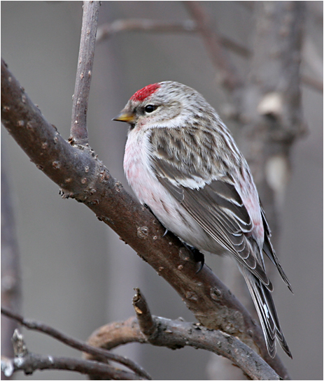 hoary-redpoll6.1.jpg