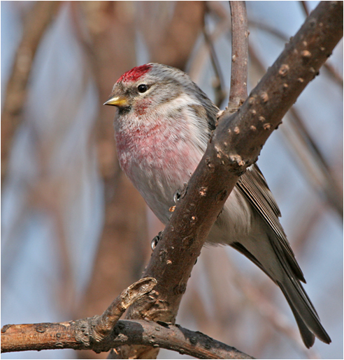 hoary-redpoll5.1.jpg