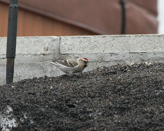 redpoll.1.jpg