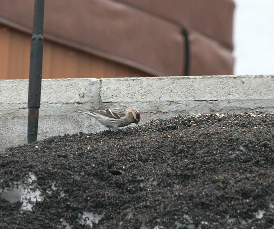 redpoll2.1.jpg
