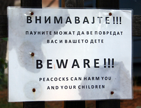 peacock-warning.jpg