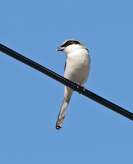 loggerhead-shrike1.1.jpg