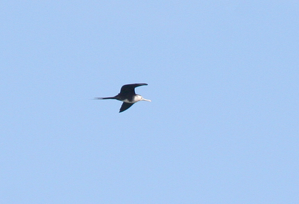 magnificant-frigatebird1.1.jpg