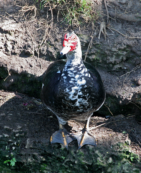 mucscovy-duck1.1.jpg