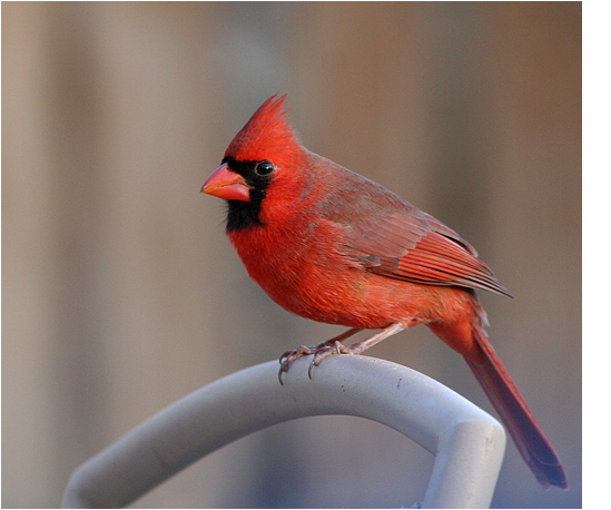 northern-cardinal.1.jpg