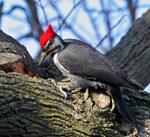 pileated-woodpecker1.1.jpg