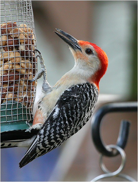 red-bellied-woodpecker4.1.jpg