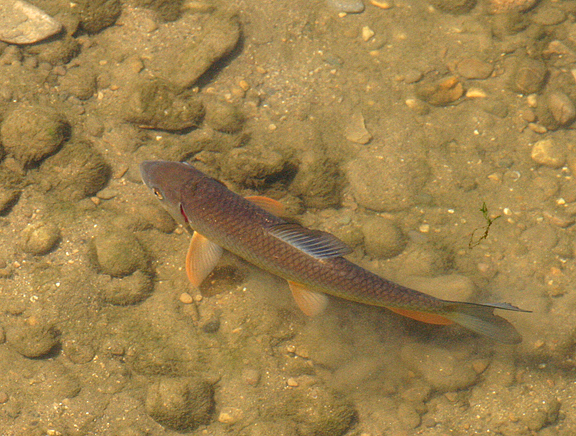 Golden Redhorse