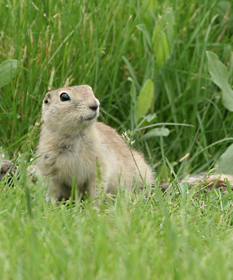 Richardson's Ground Squirrel