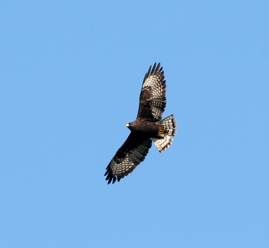 short-tailed-hawk1.1.jpg