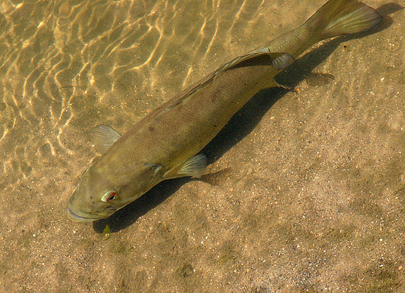 Smallmouth Bass