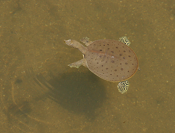 softshell turtle