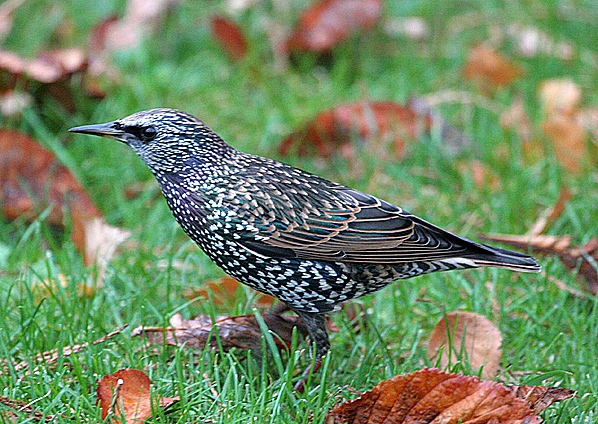 european starling european starling