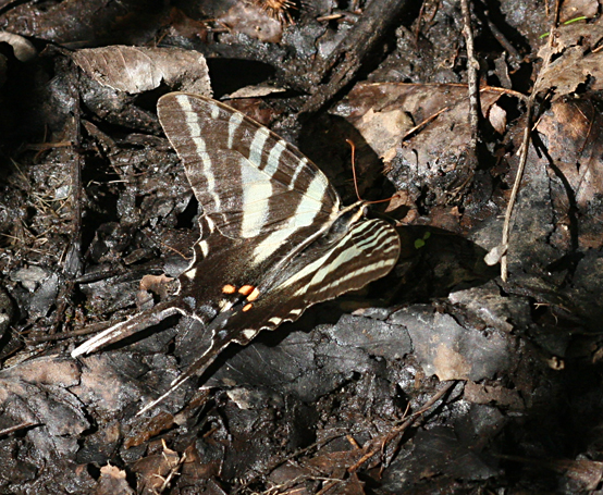 bamona zebra swallowtail