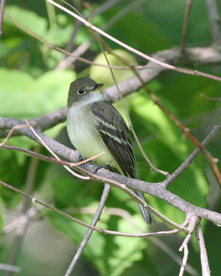 Alder Flycatcher