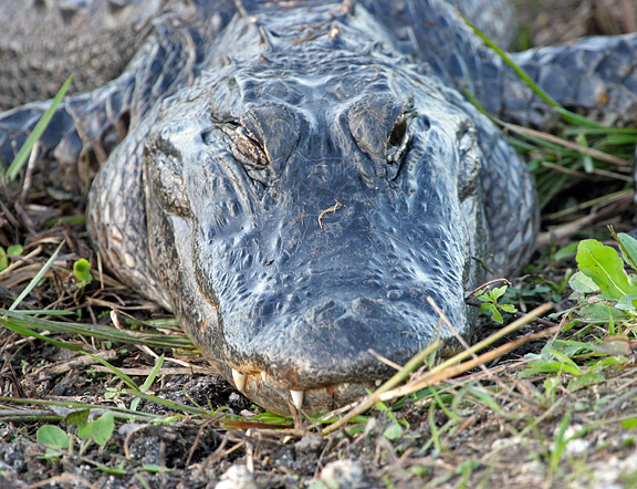 american-alligator1.1.jpg