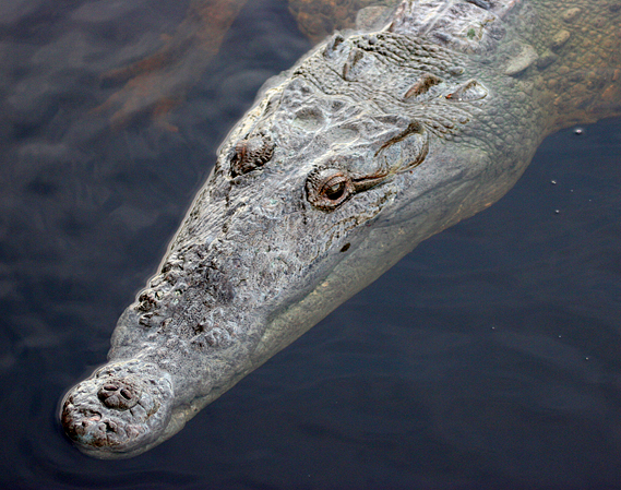 american-crocodile1.1.jpg