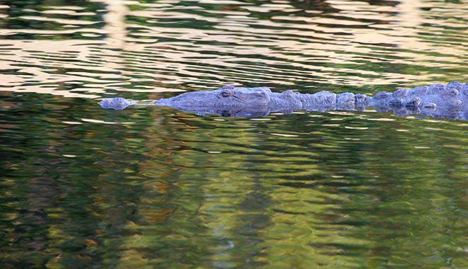 american-crocodile2.1.jpg
