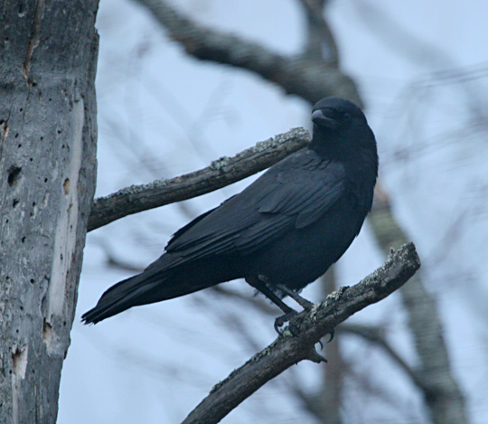 American Crow