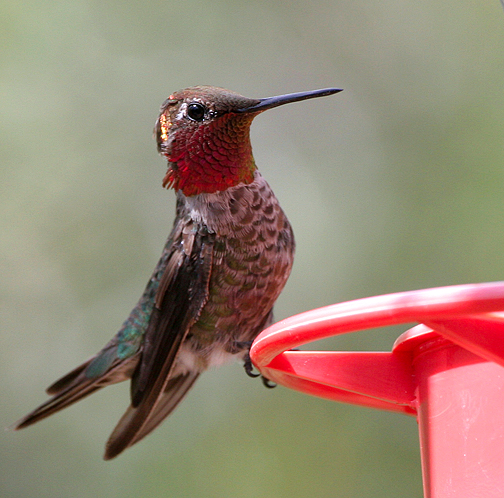 Anna's Hummingbird