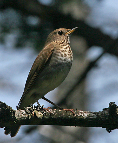 Bicknell's Thrush