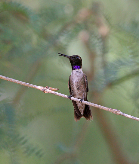 Black-chinned Hummingbird