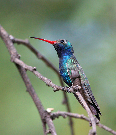 Broad-billed Hummingbird