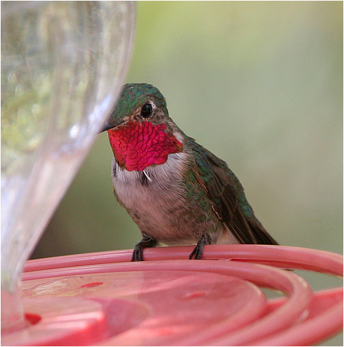road-tailed Hummingbird