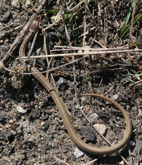 Brown Snake