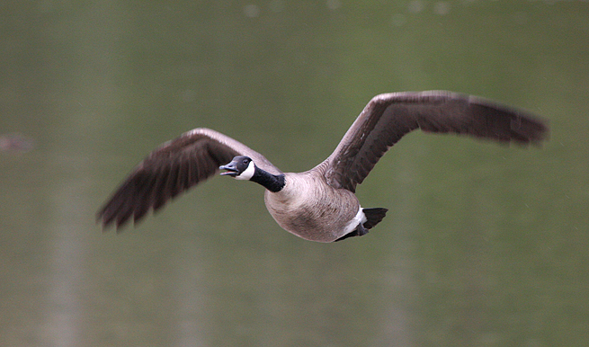 canada-goose3.1.jpg