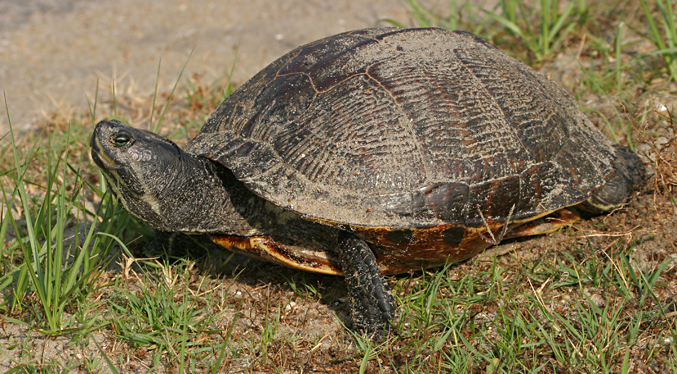 Chicken Turtle