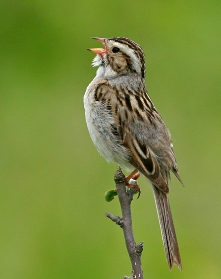 Clay-colored Sparrow