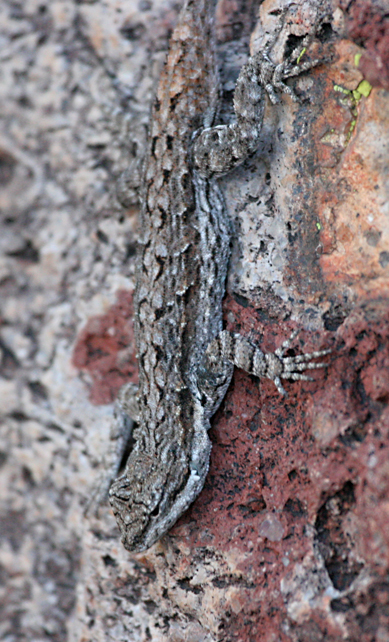 Ornate Tree Lizard