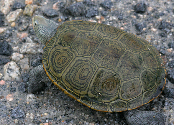 Diamondback Terrapin