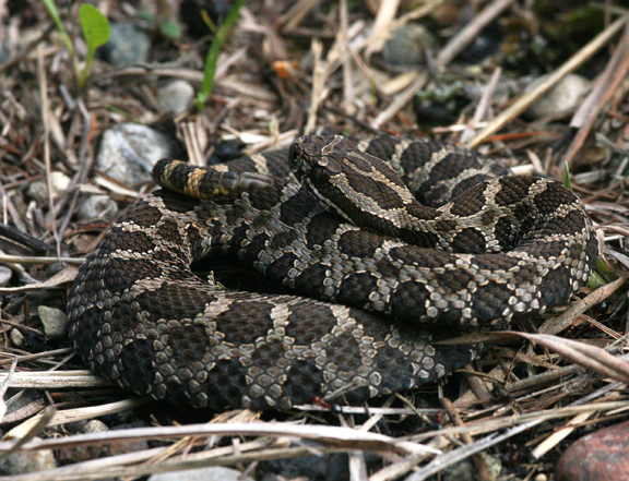 Massasauga Rattlesnake