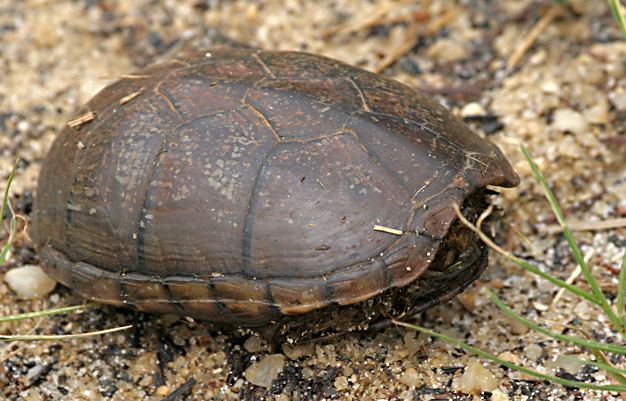 Eastern Mud Turtle