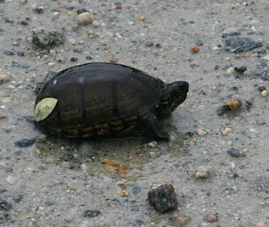 Eastern Mud Turtle