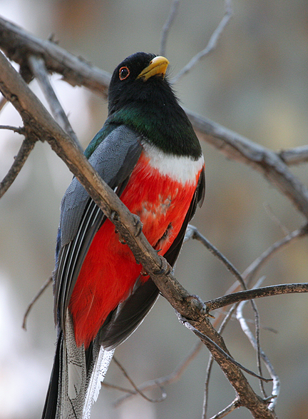 Elegant Trogon