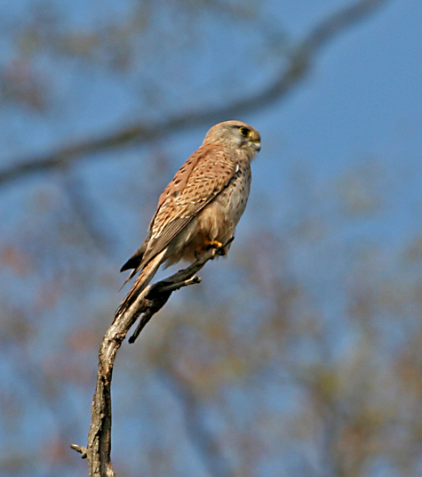 Eurasian Kestrel