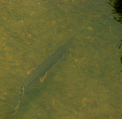 Gar , Sugar Creek, Crawfordsville, Indiana, May8, 2007.